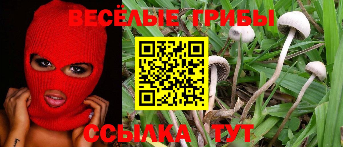 Псилоцибиновые грибы мицелий Заинск
